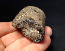 Load image into Gallery viewer, Jurassic ichthyosaur coprolite (poo) from Lyme Regis (55mm)
