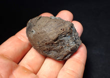 Load image into Gallery viewer, Jurassic ichthyosaur coprolite (poo) from Lyme Regis (54mm)
