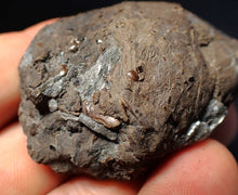 Load image into Gallery viewer, Jurassic ichthyosaur coprolite (poo) from Lyme Regis (54mm)
