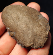 Load image into Gallery viewer, Jurassic ichthyosaur coprolite (poo) from Lyme Regis (54mm)
