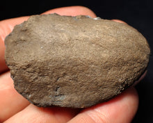 Load image into Gallery viewer, Jurassic ichthyosaur coprolite (poo) from Lyme Regis (54mm)
