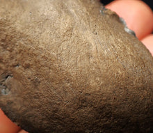 Load image into Gallery viewer, Jurassic ichthyosaur coprolite (poo) from Lyme Regis (54mm)
