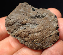 Load image into Gallery viewer, Jurassic ichthyosaur coprolite (poo) from Lyme Regis (41mm)
