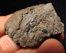 Load image into Gallery viewer, Jurassic ichthyosaur coprolite (poo) from Lyme Regis (41mm)
