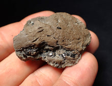 Load image into Gallery viewer, Jurassic ichthyosaur coprolite (poo) from Lyme Regis (41mm)
