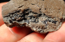 Load image into Gallery viewer, Jurassic ichthyosaur coprolite (poo) from Lyme Regis (41mm)
