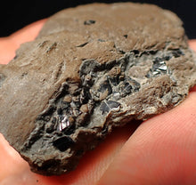 Load image into Gallery viewer, Jurassic ichthyosaur coprolite (poo) from Lyme Regis (41mm)
