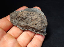 Load image into Gallery viewer, Large Jurassic ichthyosaur coprolite (poo) from Lyme Regis (68mm)
