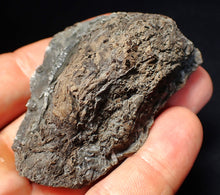 Load image into Gallery viewer, Large Jurassic ichthyosaur coprolite (poo) from Lyme Regis (68mm)
