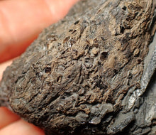 Load image into Gallery viewer, Large Jurassic ichthyosaur coprolite (poo) from Lyme Regis (68mm)
