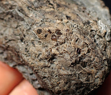 Load image into Gallery viewer, Large Jurassic ichthyosaur coprolite (poo) from Lyme Regis (68mm)
