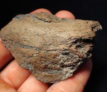 Load image into Gallery viewer, Large Jurassic ichthyosaur coprolite (poo) from Lyme Regis (68mm)
