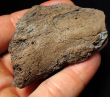 Load image into Gallery viewer, Large Jurassic ichthyosaur coprolite (poo) from Lyme Regis (68mm)
