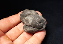 Load image into Gallery viewer, Rare Jurassic ichthyosaur coprolite (poo) with vertebra from Lyme Regis (48mm)
