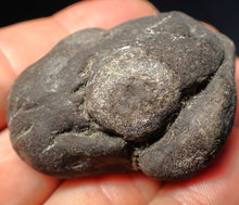 Load image into Gallery viewer, Rare Jurassic ichthyosaur coprolite (poo) with vertebra from Lyme Regis (48mm)
