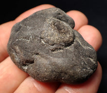 Load image into Gallery viewer, Rare Jurassic ichthyosaur coprolite (poo) with vertebra from Lyme Regis (48mm)
