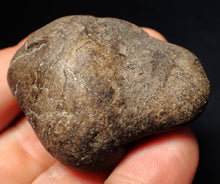 Load image into Gallery viewer, Rare Jurassic ichthyosaur coprolite (poo) with vertebra from Lyme Regis (48mm)
