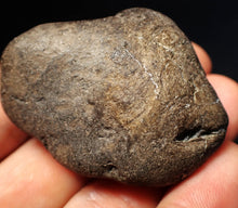 Load image into Gallery viewer, Rare Jurassic ichthyosaur coprolite (poo) with vertebra from Lyme Regis (48mm)
