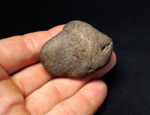 Load image into Gallery viewer, Rare Jurassic ichthyosaur coprolite (poo) with vertebra from Lyme Regis (48mm)
