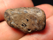 Load image into Gallery viewer, Jurassic ichthyosaur coprolite (poo) from Lyme Regis (25mm)
