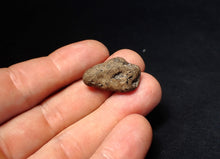 Load image into Gallery viewer, Jurassic ichthyosaur coprolite (poo) from Lyme Regis (25mm)
