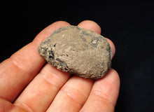 Load image into Gallery viewer, Jurassic ichthyosaur coprolite (poo) from Lyme Regis (48mm)
