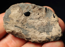 Load image into Gallery viewer, Jurassic ichthyosaur coprolite (poo) from Lyme Regis (48mm)
