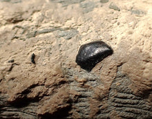 Load image into Gallery viewer, Jurassic ichthyosaur coprolite (poo) from Lyme Regis (48mm)
