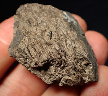 Load image into Gallery viewer, Jurassic ichthyosaur coprolite (poo) from Lyme Regis (43mm)
