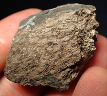 Load image into Gallery viewer, Jurassic ichthyosaur coprolite (poo) from Lyme Regis (43mm)
