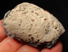 Load image into Gallery viewer, Jurassic ichthyosaur coprolite (poo) from Lyme Regis (55mm)
