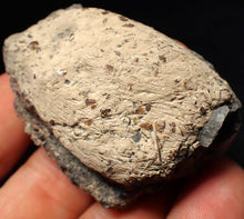 Load image into Gallery viewer, Jurassic ichthyosaur coprolite (poo) from Lyme Regis (55mm)
