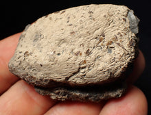 Load image into Gallery viewer, Jurassic ichthyosaur coprolite (poo) from Lyme Regis (55mm)
