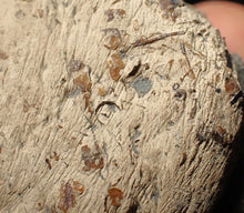 Load image into Gallery viewer, Jurassic ichthyosaur coprolite (poo) from Lyme Regis (55mm)
