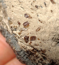 Load image into Gallery viewer, Jurassic ichthyosaur coprolite (poo) from Lyme Regis (55mm)
