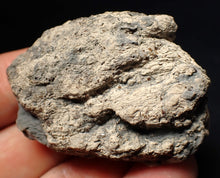 Load image into Gallery viewer, Jurassic ichthyosaur coprolite (poo) from Lyme Regis (55mm)
