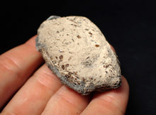 Load image into Gallery viewer, Jurassic ichthyosaur coprolite (poo) from Lyme Regis (55mm)

