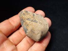 Load image into Gallery viewer, Jurassic ichthyosaur coprolite (poo) from Lyme Regis (51mm)
