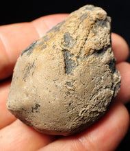 Load image into Gallery viewer, Jurassic ichthyosaur coprolite (poo) from Lyme Regis (51mm)
