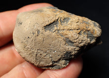 Load image into Gallery viewer, Jurassic ichthyosaur coprolite (poo) from Lyme Regis (51mm)
