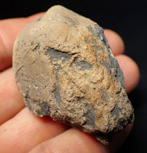 Load image into Gallery viewer, Jurassic ichthyosaur coprolite (poo) from Lyme Regis (51mm)
