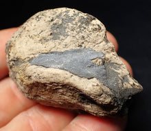Load image into Gallery viewer, Jurassic ichthyosaur coprolite (poo) from Lyme Regis (51mm)
