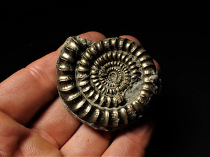 High quality pyrite Orthechioceras ammonite (52 mm)