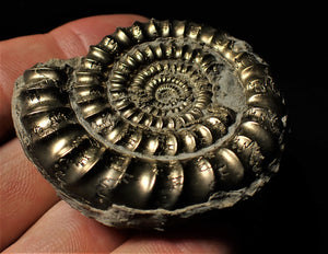 High quality pyrite Orthechioceras ammonite (52 mm)
