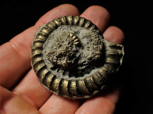 Load image into Gallery viewer, High quality pyrite Orthechioceras ammonite (52 mm)
