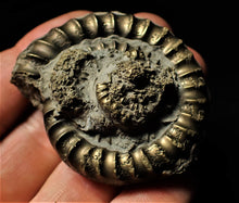 Load image into Gallery viewer, High quality pyrite Orthechioceras ammonite (52 mm)
