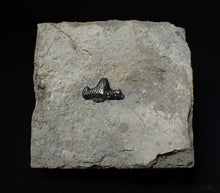 Load image into Gallery viewer, Jurassic hybodont shark's tooth from Lyme Regis (17mm)
