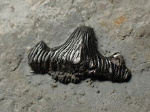 Load image into Gallery viewer, Jurassic hybodont shark's tooth from Lyme Regis (17mm)
