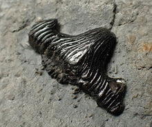 Load image into Gallery viewer, Jurassic hybodont shark's tooth from Lyme Regis (17mm)
