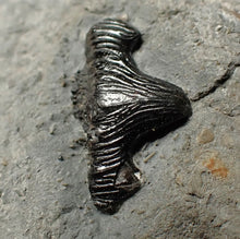 Load image into Gallery viewer, Jurassic hybodont shark's tooth from Lyme Regis (17mm)
